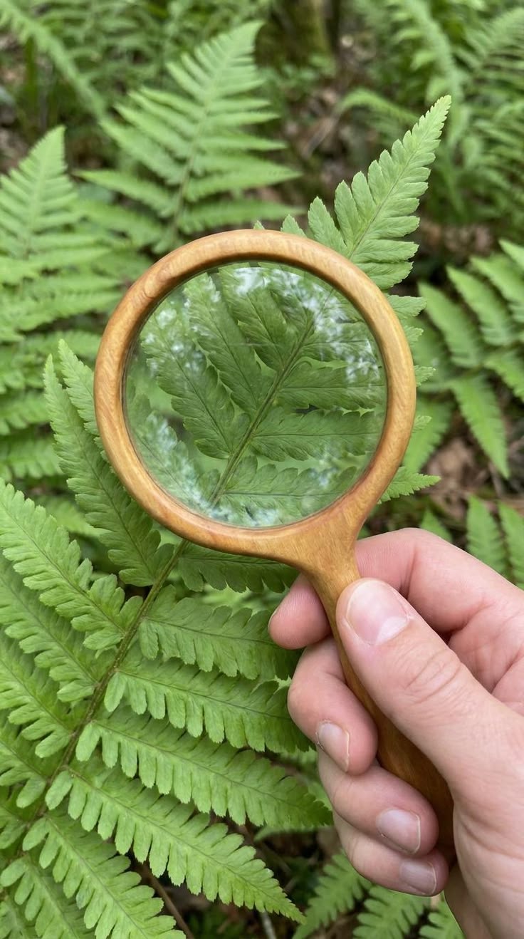 Você Conhece Esta Planta?
